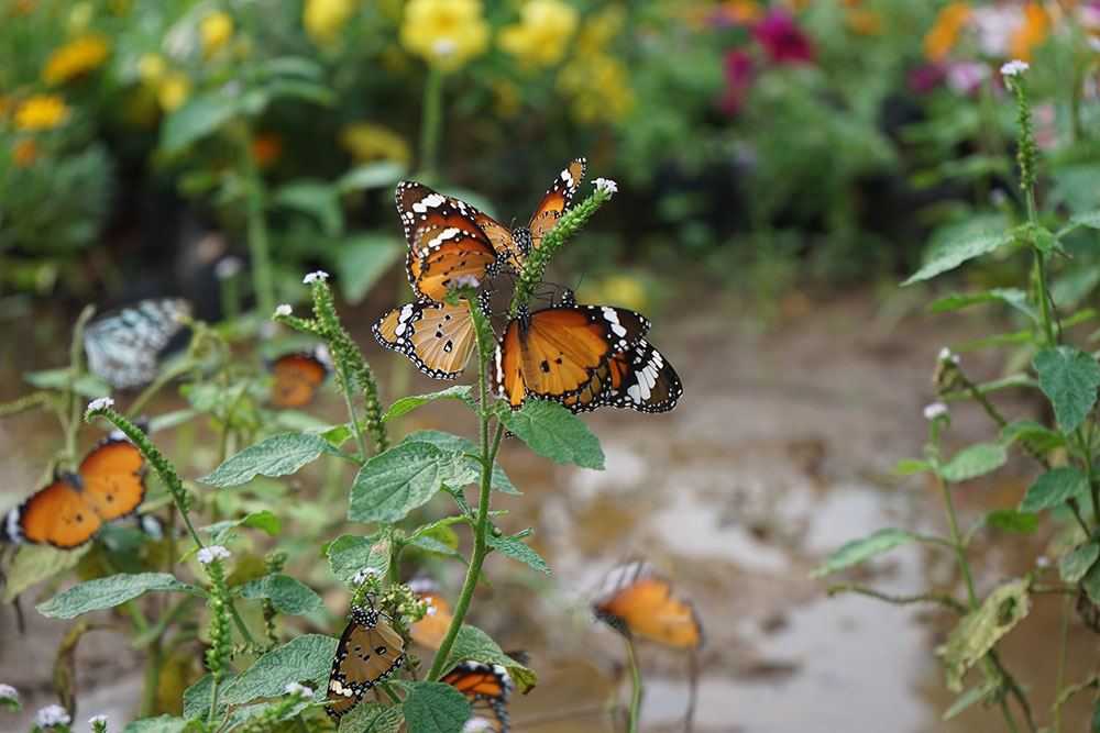 Butterfly Garden
